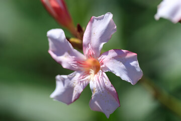 The Oleander’s Whisper: A Symphony of Petals and Light