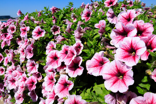 A Lush Tapestry of Petunia × Atkinsiana in Spring Bloom under Blue Sky