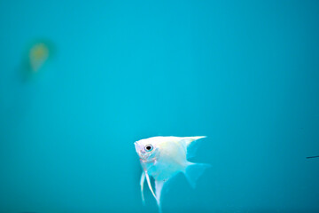 Silver fish is swimming inside aquarium