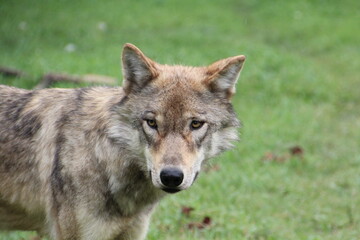 Fototapeta premium gray wolf lupus
