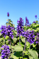 Obraz premium Salvia Japonica’s Purple Hues Dancing in the Sunlight and Blue Sky