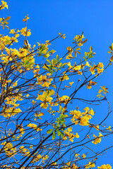 Handroanthus Chrysotrichus: Hong Kong’s Springtime Golden Spectacle