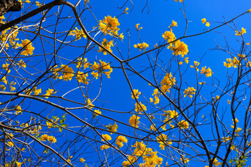 Handroanthus Chrysotrichus: Hong Kong’s Springtime Golden Spectacle