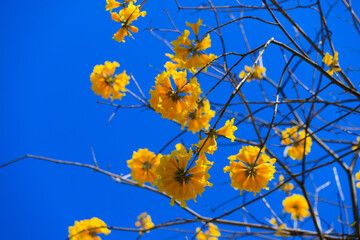 Handroanthus Chrysotrichus: Hong Kong’s Springtime Golden Spectacle