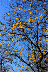 Handroanthus Chrysotrichus: Hong Kong’s Springtime Golden Spectacle
