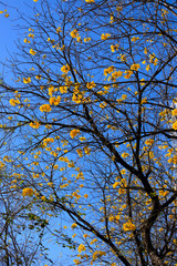 Fototapeta premium Handroanthus Chrysotrichus: Hong Kong’s Springtime Golden Spectacle