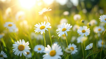 Beautiful chamomile flowers in meadow. Spring or summer nature scene with blooming daisy in morning