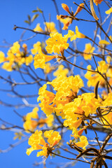 Handroanthus Chrysotrichus: Golden Trumpets Herald the Spring