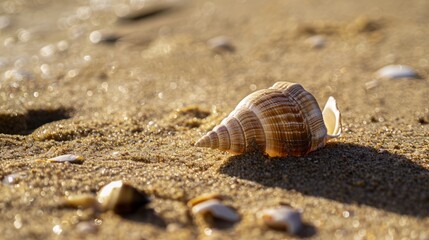 Photos of beautiful tropical beach with conch shell sea on the sand, peaceful and relaxing atmosphere