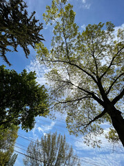 Looking up at the sky through the branches of a tree in spring.