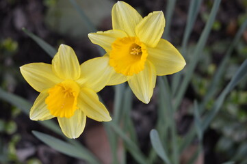 Fototapeta premium yellow daffodil spring flowers DSLR photo closeup 