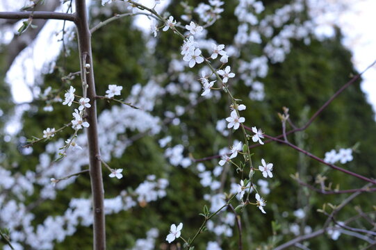 branches with blossoms of a tree against the sky DSLR photo closeup 