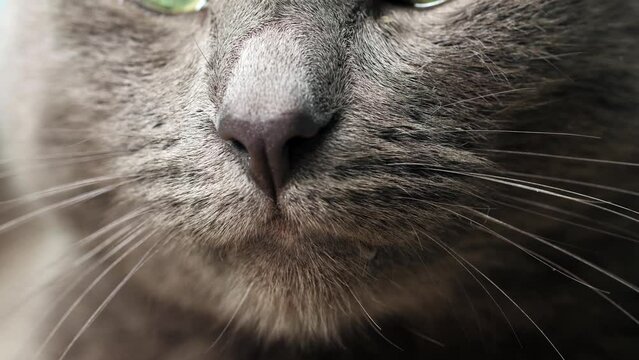 Close-up photography of the cat's eyes and nose, macro photography, the cat is lying on the couch