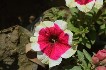 pink hibiscus flower