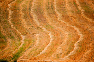 freshly mowed field, Alsamora. Montsec massif. Lleida.Pyrenean mountain range.Catalunya.Spain. - obrazy, fototapety, plakaty