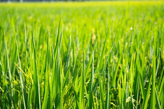 A close up of a lush green rice field.