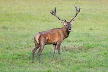 Red Deer (Cervus elaphus) walking on the meadow