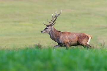 Red Deer (Cervus elaphus) walking on the meadow