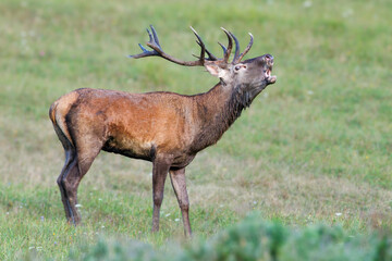 Red Deer (Cervus elaphus) walking on the meadow