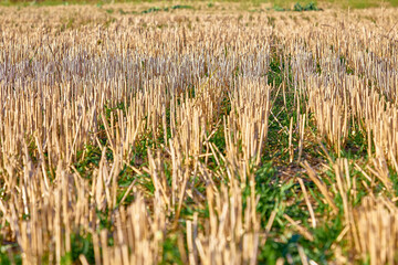 Wheat field after harvest, mowed wheat in the field in summer close-up. Agricultural work