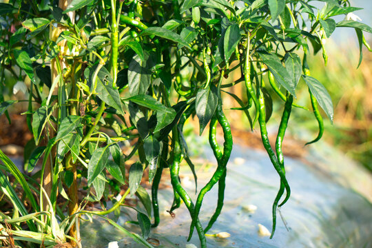 A photo of green chilies hanging from a plant.