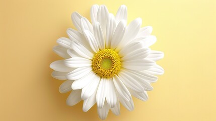 Daisy flower with cute cartoon bee and heart isolated on white background illustration.,generative ai, 