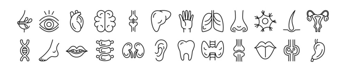 Obraz premium Internal organ icon. Anatomy line symbol. Human brain. Heart or stomach. Mouth tooth. Face eye and nose. Spine vertebra. Leg joint or bone. Medical science pictogram. tidy body system signs set