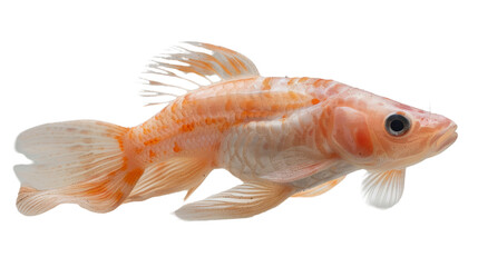 A gently textured gold and white fish with translucent fins isolated on a white background