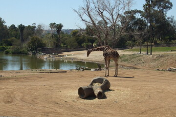giraffe near a pond