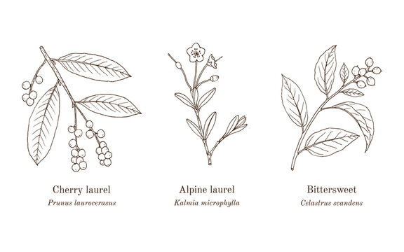 Collection of edible and medicinal plants