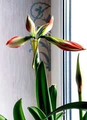 amaryllis buds bloom in spring on the windowsill - 760301464