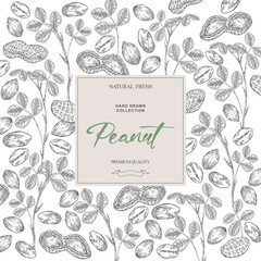 Peanut background. Hand drawn Peanut plant with nuts and leaves. Vector illustration black and white.