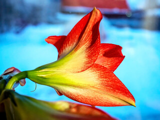 red amaryllis bud in a pot on the windowsill has almost opened