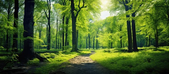 Enchanted Forest Path Leading Through Lush Greenery and Sunlit Foliage
