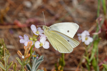 Small white butterfly, Pieris rapae, posed on a plant under the sun