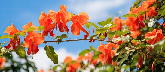 Vibrant Cluster of Citrus-Colored Blooms Adorning a Lush Tree Branch