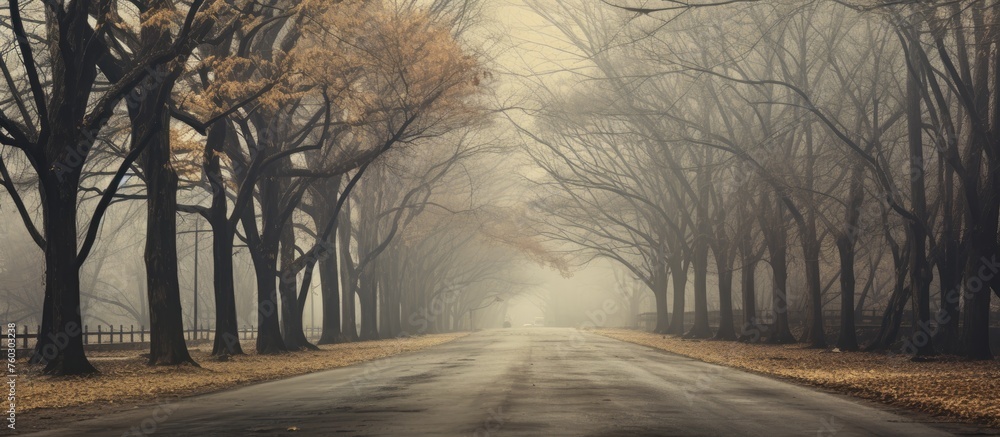 Poster tranquil path with autumn trees and fallen leaves in a serene forest setting