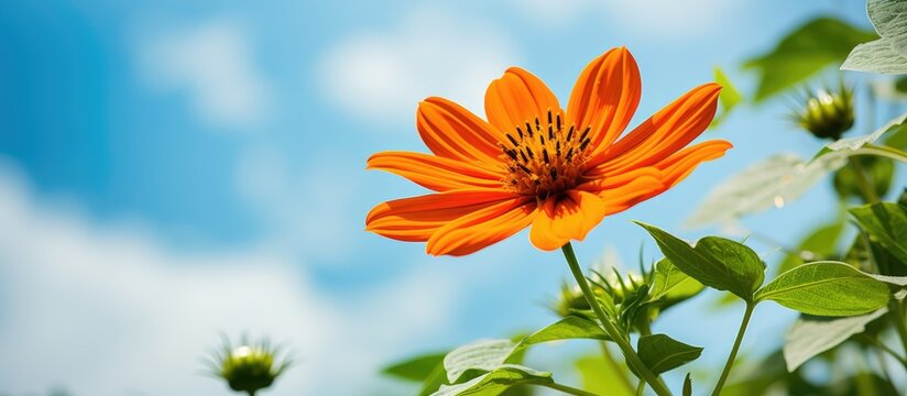 Vibrant Orange Poppy Blossom Captured in Stunning Macro Photography Close-Up