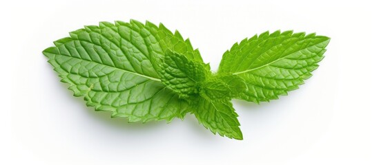 Fresh Mint Leaf Vibrantly Displayed on a Clean White Background for Culinary Concepts - obrazy, fototapety, plakaty