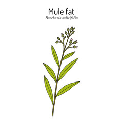 Mule fat or seepwillow (Baccharis salicifolia), medicinal plant. Hand drawn vector illustration