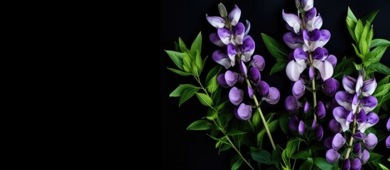 Elegant Bouquet of Lavender Blooms Against a Stylish Black Background