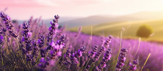 Serene Lavender Field Under the Warm Glow of the Sun, A Peaceful Haven Amidst Nature's Beauty