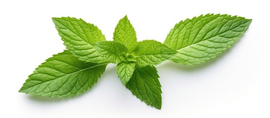 Fresh and Vibrant Mint Leaves Displayed on Clean White Background for Culinary Design
