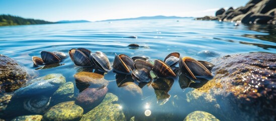 Beautiful Mussel Shells Floating in Clear Water Among Seaweed and Rocks - obrazy, fototapety, plakaty