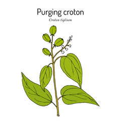 Purging croton (Croton tiglium), medicinal plant. Hand drawn vector illustration