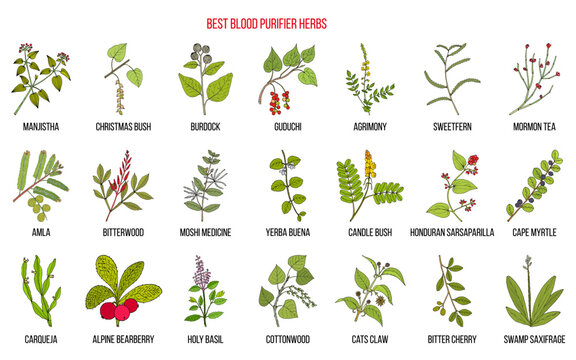 Best natural blood purifiers
