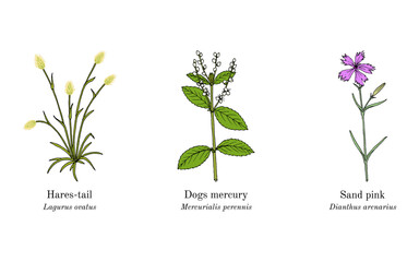 Fototapeta na wymiar Collection of edible and medicinal plants