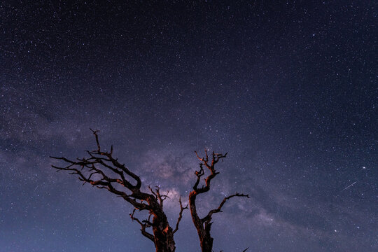 Stargazing at Pu'u Kalepeamoa, Maunakea Visitor Information Station, Big Island, Hawaii. Starry night sky, dead tree with Milky Way galaxy astrophotography. Sophora chrysophylla	