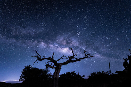 Stargazing at Pu'u Kalepeamoa, Maunakea Visitor Information Station, Big Island, Hawaii. Starry night sky, dead tree with Milky Way galaxy astrophotography. Sophora chrysophylla	