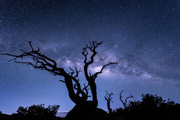 Stargazing at Pu'u Kalepeamoa, Maunakea Visitor Information Station, Big Island, Hawaii. Starry night sky, dead tree with Milky Way galaxy astrophotography. Sophora chrysophylla	